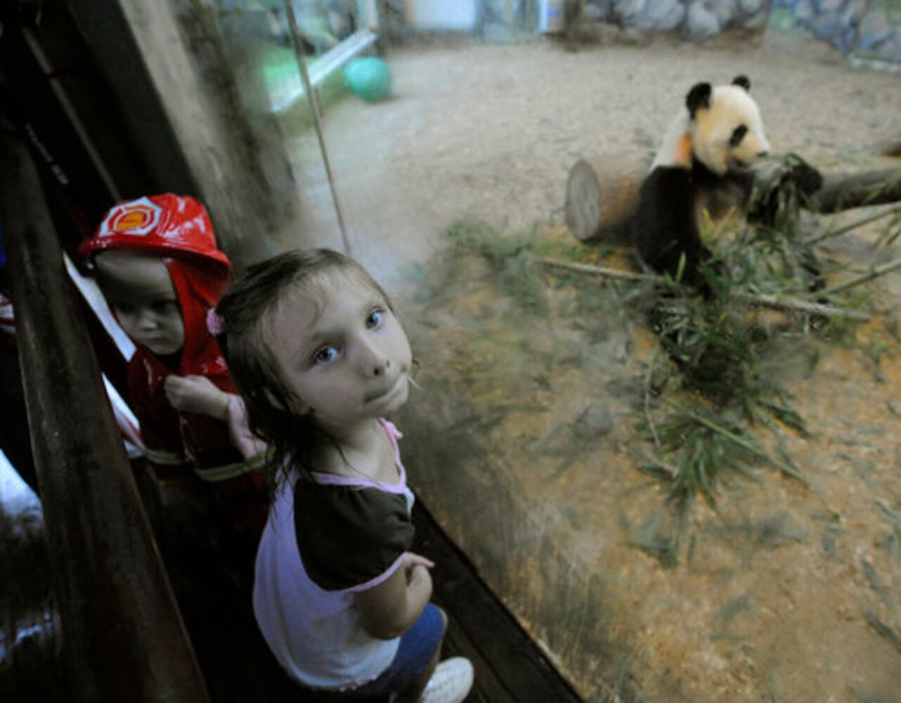 Giant Panda Photos: Birthday party at Zoo Atlanta