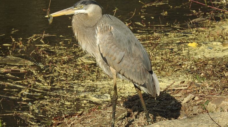 The great blue heron was not able to eat or drink.