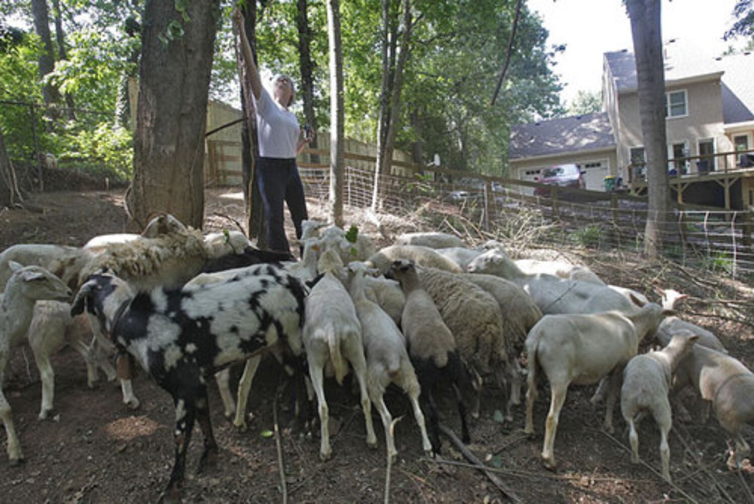 Sheep chew through kudzu, poison ivy