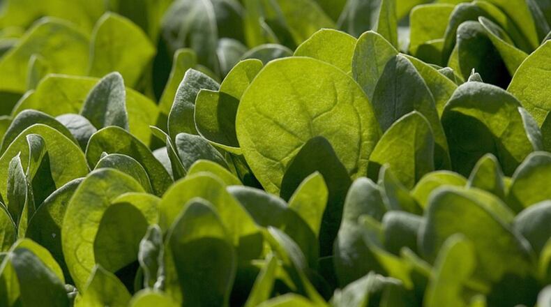 Baby spinach grows in a field in Watsonville, California. Scientists have figured out a way to grow human heart tissue in a spinach leaf.