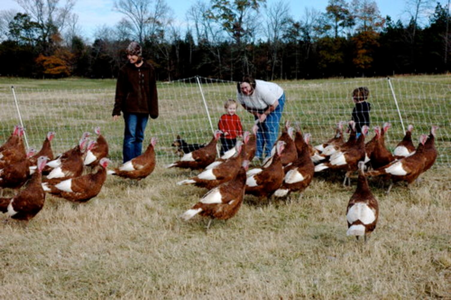 Elberton's heritage turkey farm