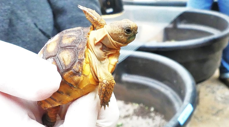 This 3-month old baby gopher tortoise is one of dozens of the animals that were hatched at special facilities at the Savannah River Ecology Laboratory. When they are bigger, they will released in the wild as part of an effort to build up populations of gopher tortoises and help keep them off the Endangered Species List. (Photo: Charles Seabrook)