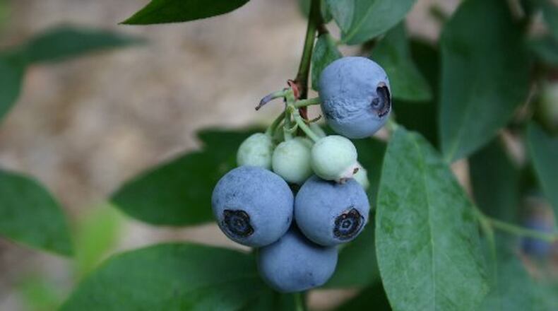 Georgia’s pecan, blueberry and peach industry needs cooler, drier weather, say growers. The final weeks of 2015 were warm and wet. WALTER REEVES