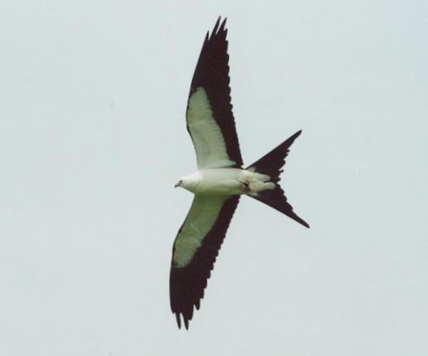 If I saw a swallow-tailed kite I'd probably cry with wonder. Anyone cried seeing a cool bird? C'mon, don't be shy. 