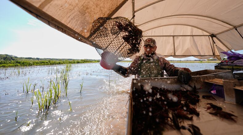 Juan Antonio harvests crawfish traps in a crawfish pond in Crowley, La., Thursday, March 19, 2026. (AP Photo/Gerald Herbert)