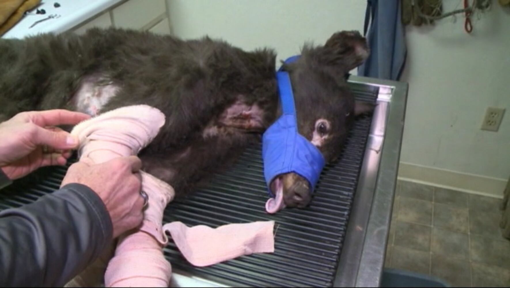 Cinder the bear