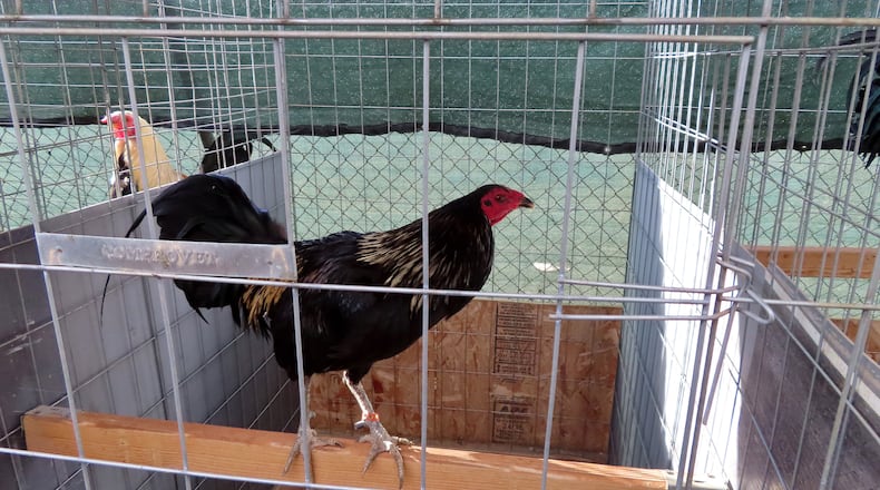 Roosters are shown after being seized in an illegal cockfighting operation in California. (Los Angeles County Sheriff's Department/Los Angeles Times/TNS)