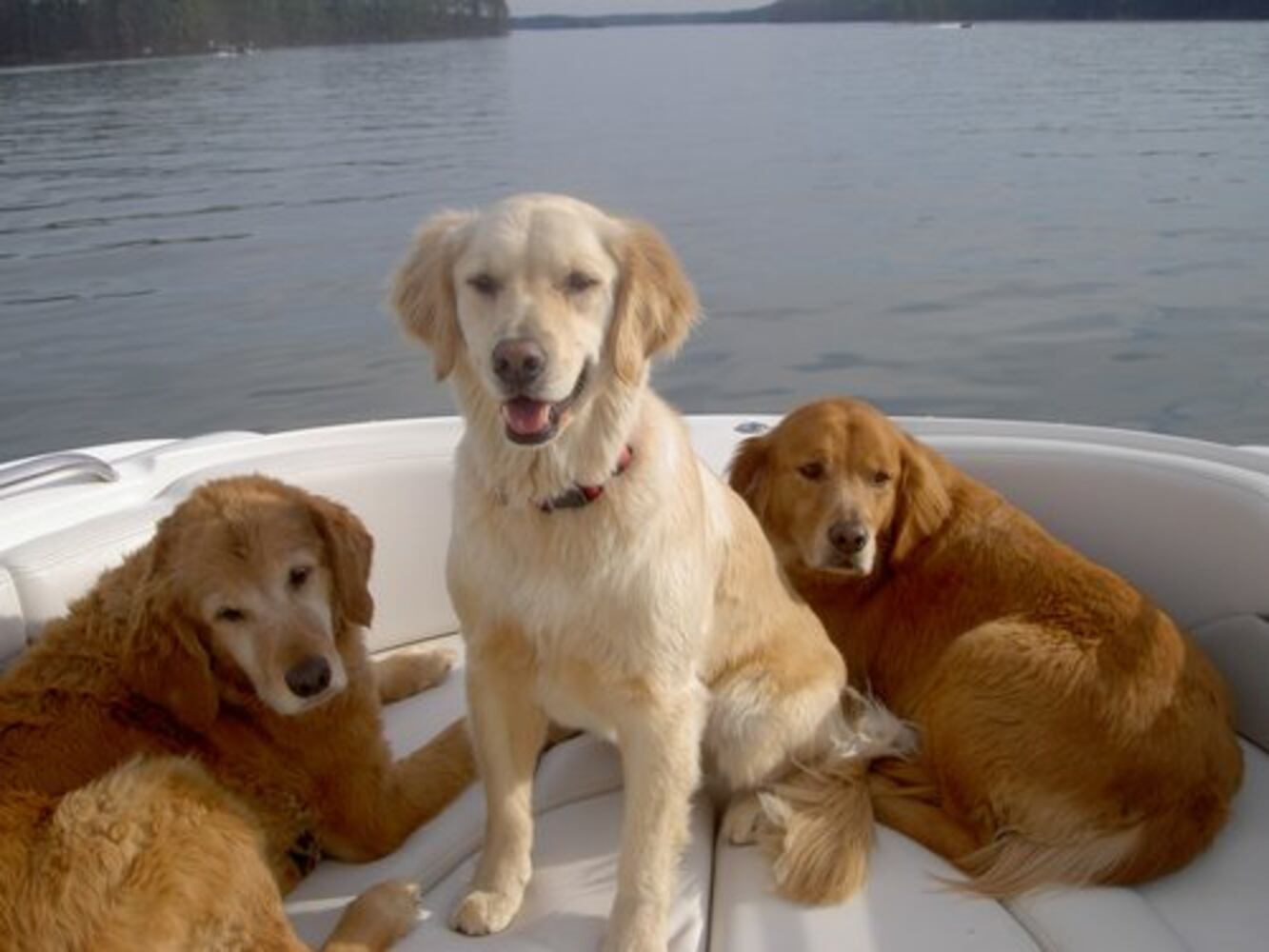 Atlanta's Top Dogs: 2. Golden Retrievers