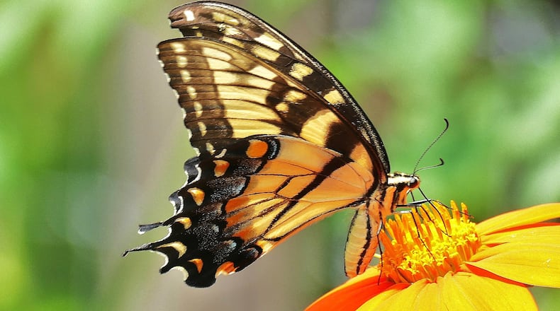 An Eastern tiger swallowtail butterfly (Georgia's official state butterfly) drinks nectar from a flower in Gwinnett County. Butterfly numbers are down this year for the second year in a row. (Charles Seabrook for The Atlanta Journal-Constitution)