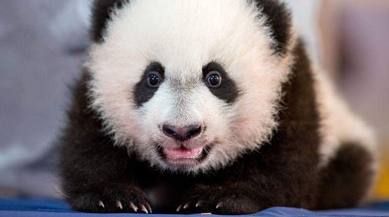 Bei Bei, the National Zoo's newest panda and offspring of Mei Xiang and Tian Tian, is presented for members of the media at the National Zoo in Washington, Monday, Dec. 14, 2015. Bei Bei will be making his public debut on January 16, 2016. (AP Photo/Andrew Harnik)