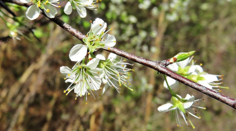 The blossoms of the Chickasaw plum tree, shown here, appear in early March. The tree’s sweet little plums ripen in June and July. The small, thorny tee grows in dense thickets along roadsides and fencerows and in old fields across Georgia. CHARLES SEABROOK