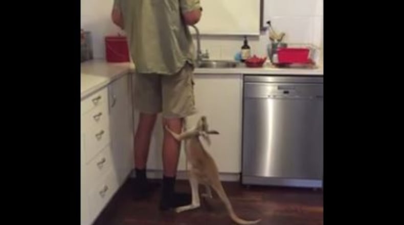 Scarlett the kangaroo was ready for lunch. (Facebook/The Kangaroo Sanctuary Alice Springs)