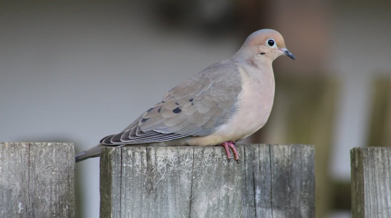 The mourning dove is a common sight in Georgia. It is universally regarded as a symbol of hope, peace and love. (Photo: Hunter Craig/Creative Commons)