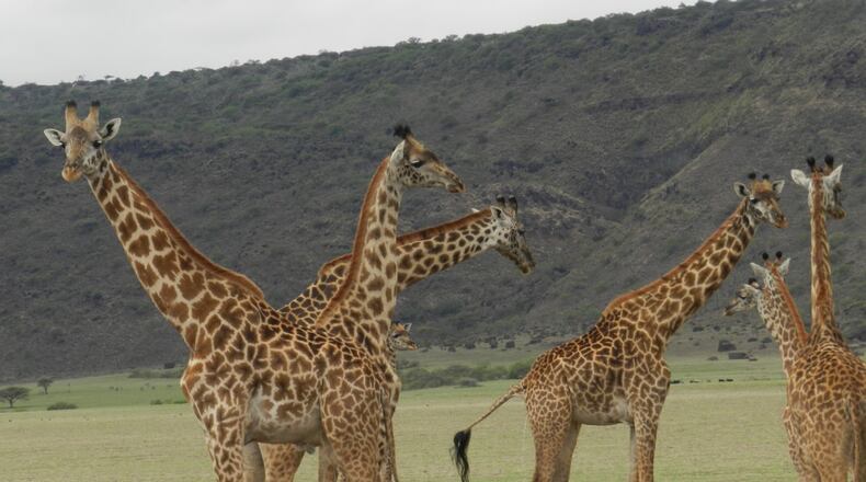 "A tower of giraffes in the Ngorongoro Crater in Tanzania. Looks like they are trying to decide where to go next," wrote
Glen Gesler of Milton