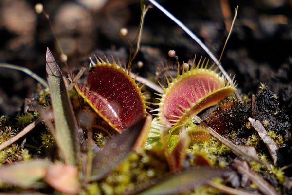 Venus flytraps are seen at the Carolina Beach State Park on Saturday, March 22, 2025, in Carolina Beach, N.C. (AP Photo/Erik Verduzco)