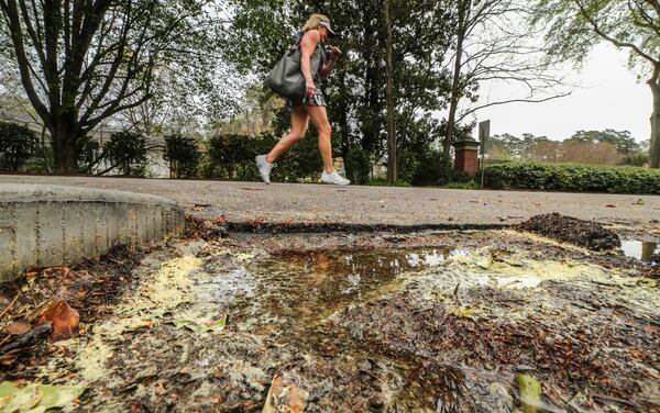 Renee Houle walks past a pool of pollen that gathered along Lionel Lane on March 28, 2017. Pollen seasons have been starting earlier in recent decades, a trend that is expected to continue as the climate changes, a new study shows. 