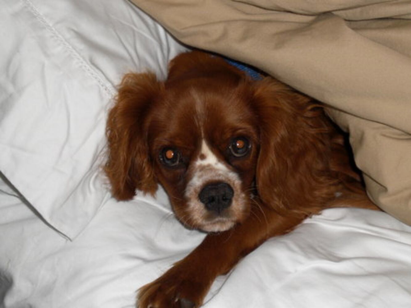 Atlanta's Top Dogs: 4. Cavalier King Charles Spaniels