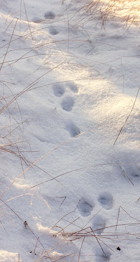 Can you identify these animal tracks?
