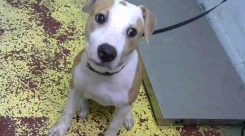 Dogs at the DeKalb County animal shelter, such as Annie, can be adopted for free this month.