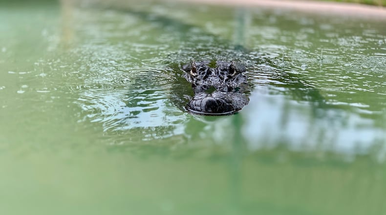Multiple golfers at a Florida golf course saw a gigantic alligator (not pictured).