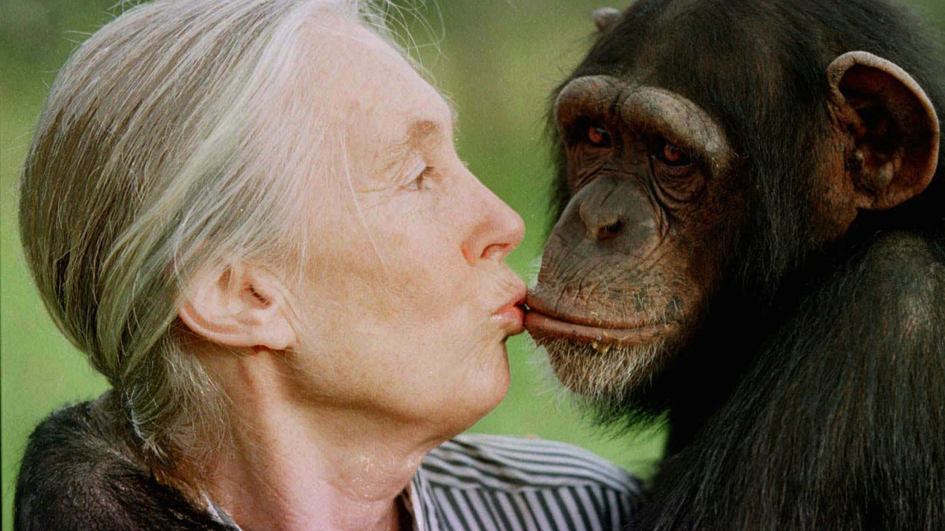 FILE - Jane Goodall kisses Tess, a female chimpanzee, at the Sweetwaters Chimpanzee Sanctuary near Nanyuki, north of Nairobi, on Dec. 6, 1997. (AP Photo/Jean-Marc Bouju, File)