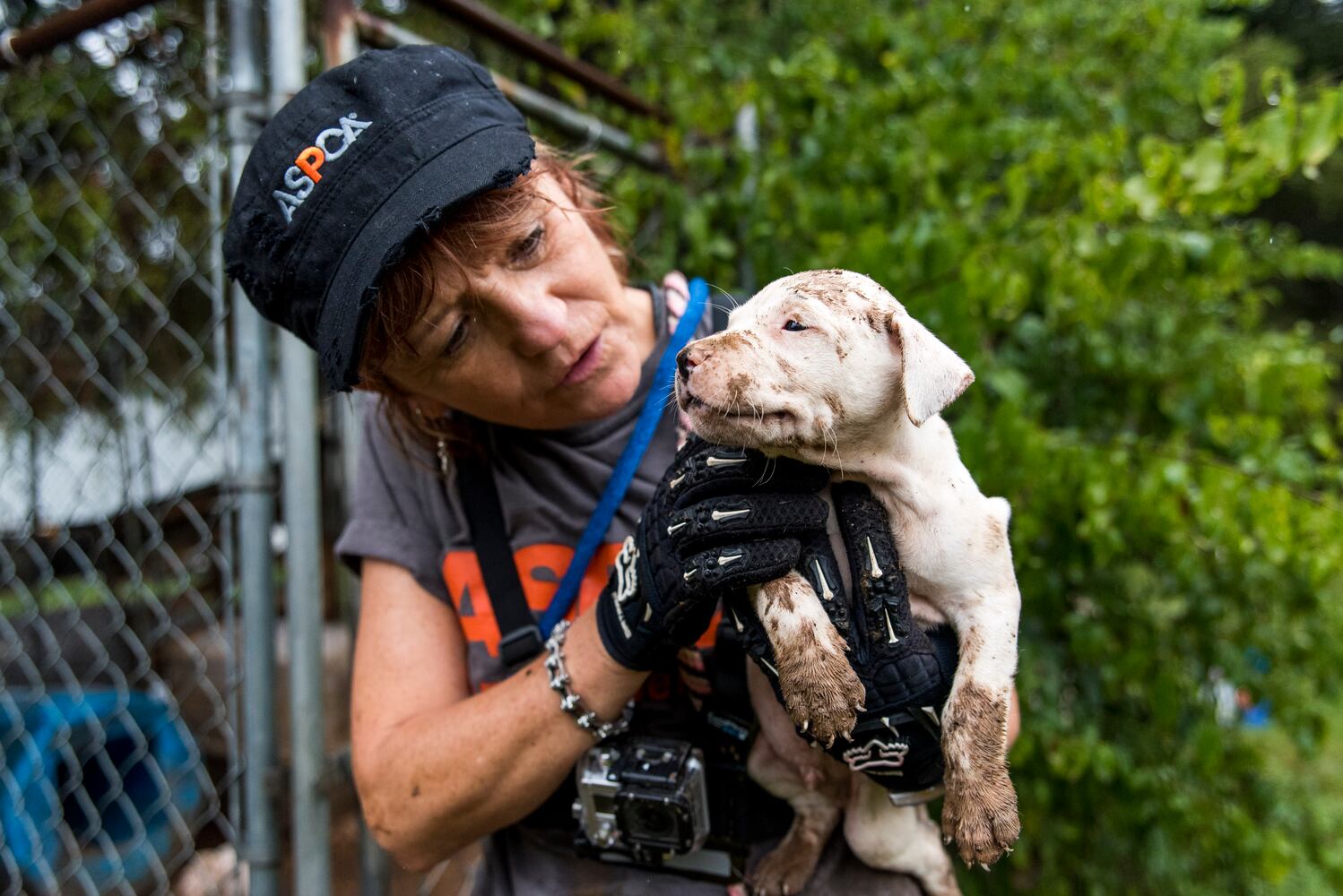 23 dogs seized from suspected Huntersville dog fighting incident