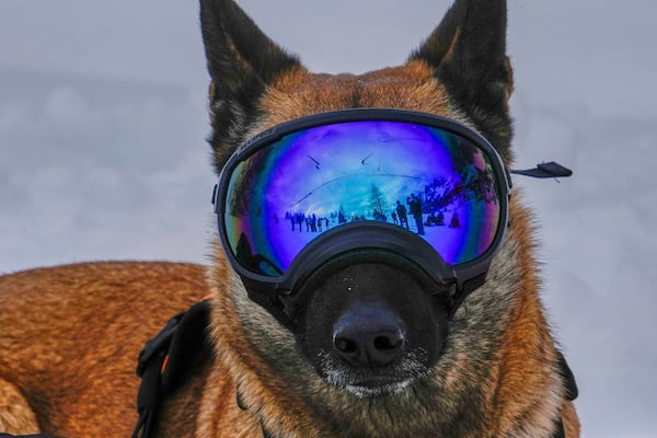 Ira, a dog with the Italian National Alpine and Speleological Rescue Corps, attends a training in Col Gallina in the Italian Alps near Cortina D'Ampezzo, northern Italy, Tuesday, March 25, 2025. (AP Photo/Luca Bruno)