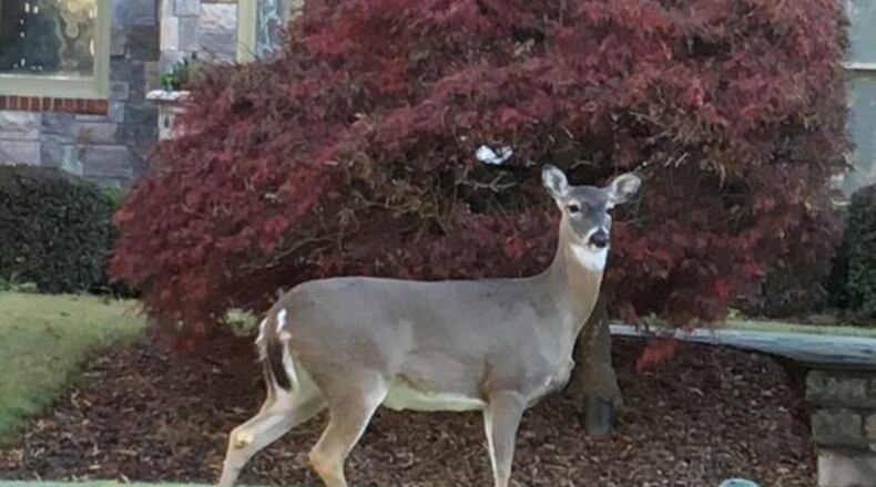 Bow hunting for deer in Powder Springs will begin Oct. 1 through Jan. 31 but only for 18 people. file photo, Karen Huppertz for the AJC