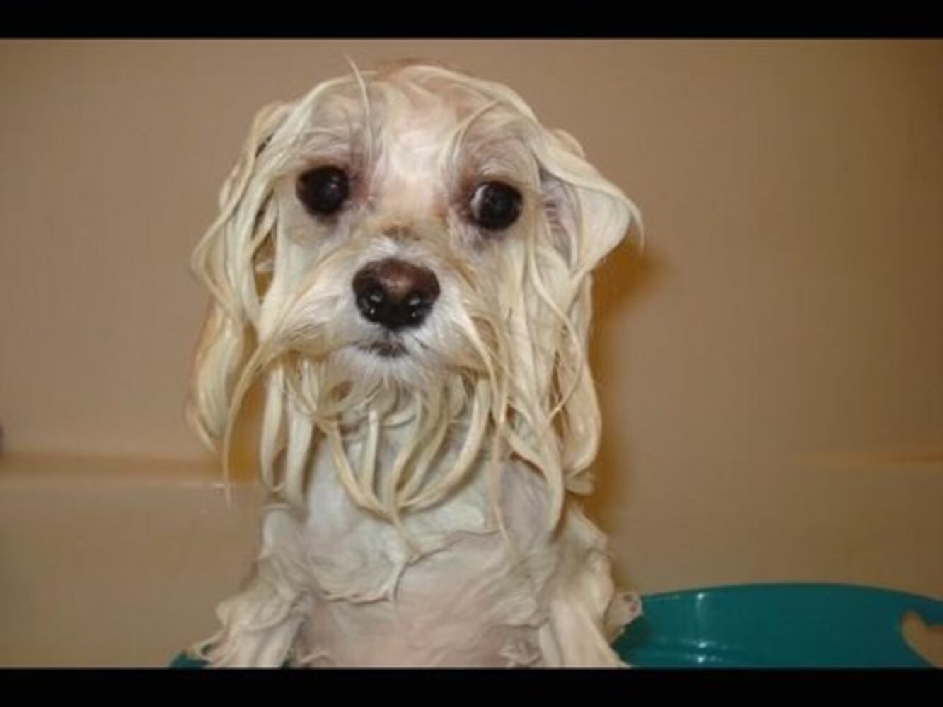 Bath time! Our pets get clean 2