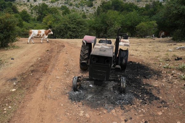 A cow heads down the mountain to seek water during a severe drought on a mountain Suva Planina, in southeast Serbia, Thursday, July 17, 2025. (AP Photo/Darko Vojinovic)