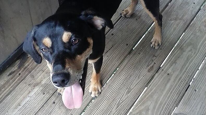 Loki went missing on Dec. 17 and was adopted on Dec. 23. Credit: Brittany Ray