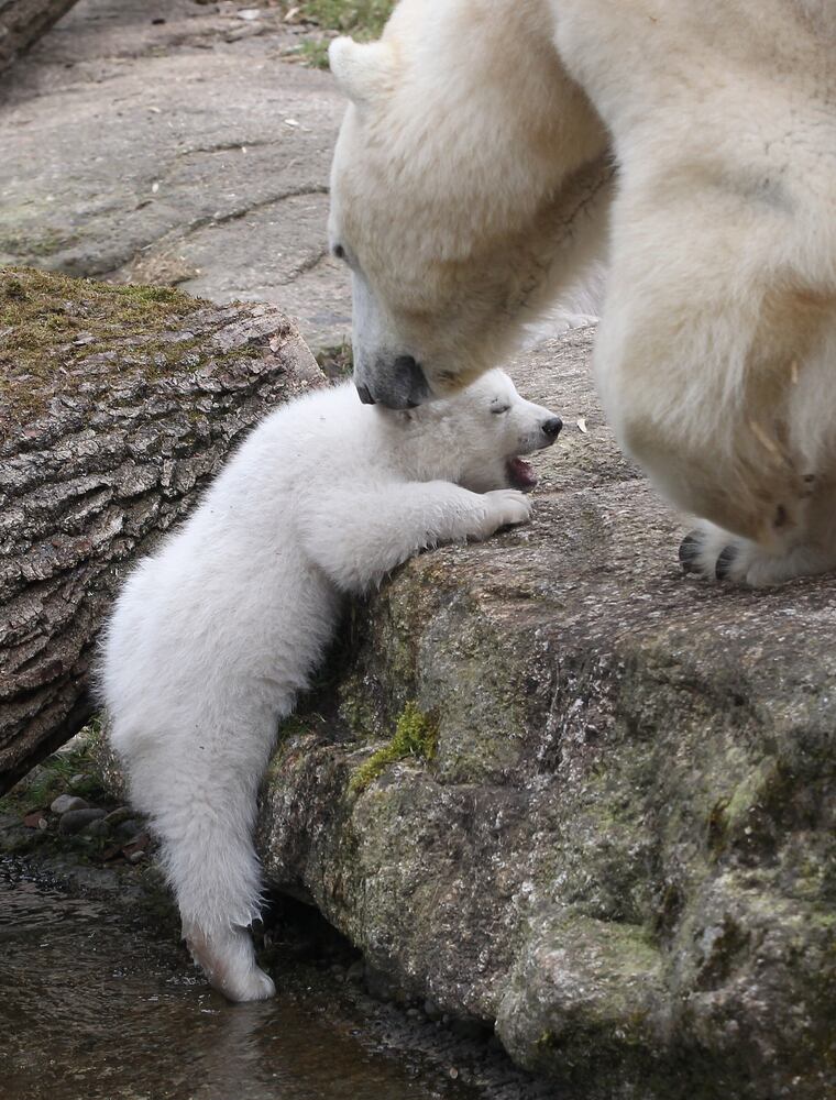 2014 cute animals