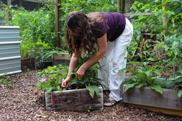 Bella Donna picks strawberries from her “yarden” to use for her award-winning strawberry-rose infused honey. (Photo Courtesy of Olivia Ross)
