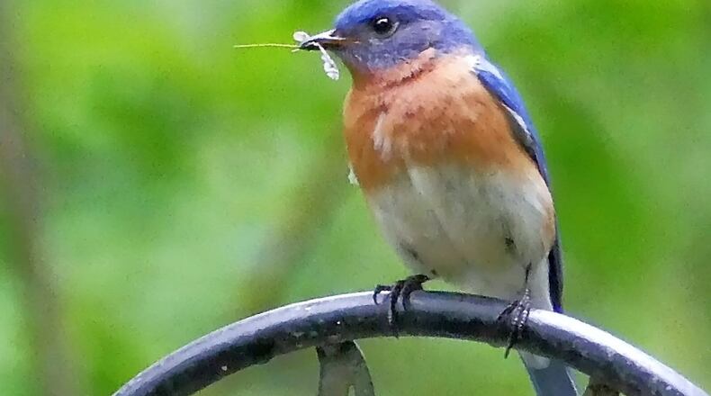 A pair of Eastern bluebirds (female shown here) in Georgia feeds their young more than 300 caterpillars and other insects per day. Plants native to Georgia provide nourishment for the huge volumes of insects needed by nesting birds. CONTRIBUTED BY CHARLES SEABROOK