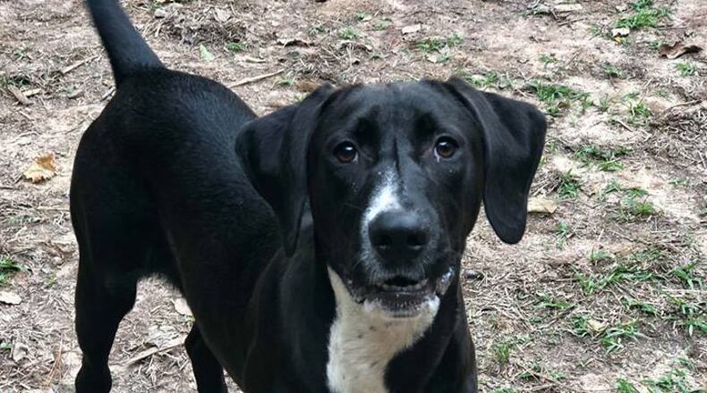 Volunteers in Fayette County may now “day foster” cats and dogs from the animal shelter for up to 60 days. Courtesy Fayette County