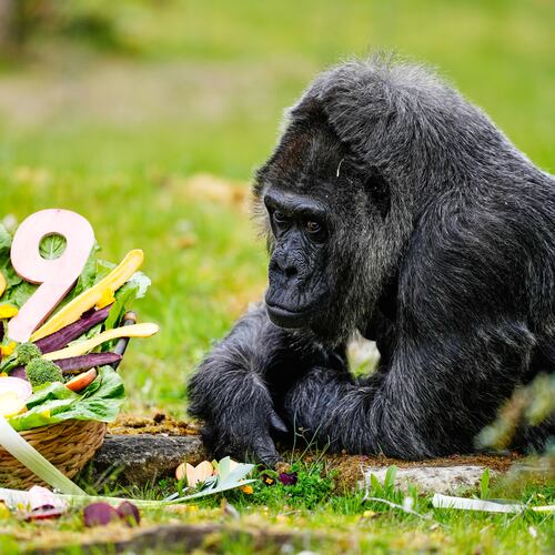 Fatou, the oldest of Berlin's zoo and also believed to be the world's oldest gorilla, eats vegetables to celebrate her 69th birthday in Berlin, Germany, Monday, April 13, 2026. (AP Photo/Markus Schreiber)