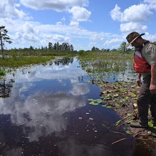 Zach Carter steps on floating peat mat in the Okefenokee Swamp on Tuesday, Aug. 12, 2025. The southeast Georgia swamp is home to one of the most pristine wetland ecosystems left on Earth. (Hyosub Shin/AJC 2025)