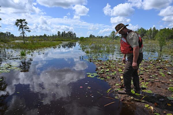 Zach Carter steps on floating peat mat in the Okefenokee Swamp on Tuesday, Aug. 12, 2025, in Folkston. Land next to the Okefenokee Swamp that was slated for a titanium mine was purchased by the Conservation Fund, spelling an end to a project some had feared could irreparably damage the fragile ecosystem. (Hyosub Shin/AJC 2025)