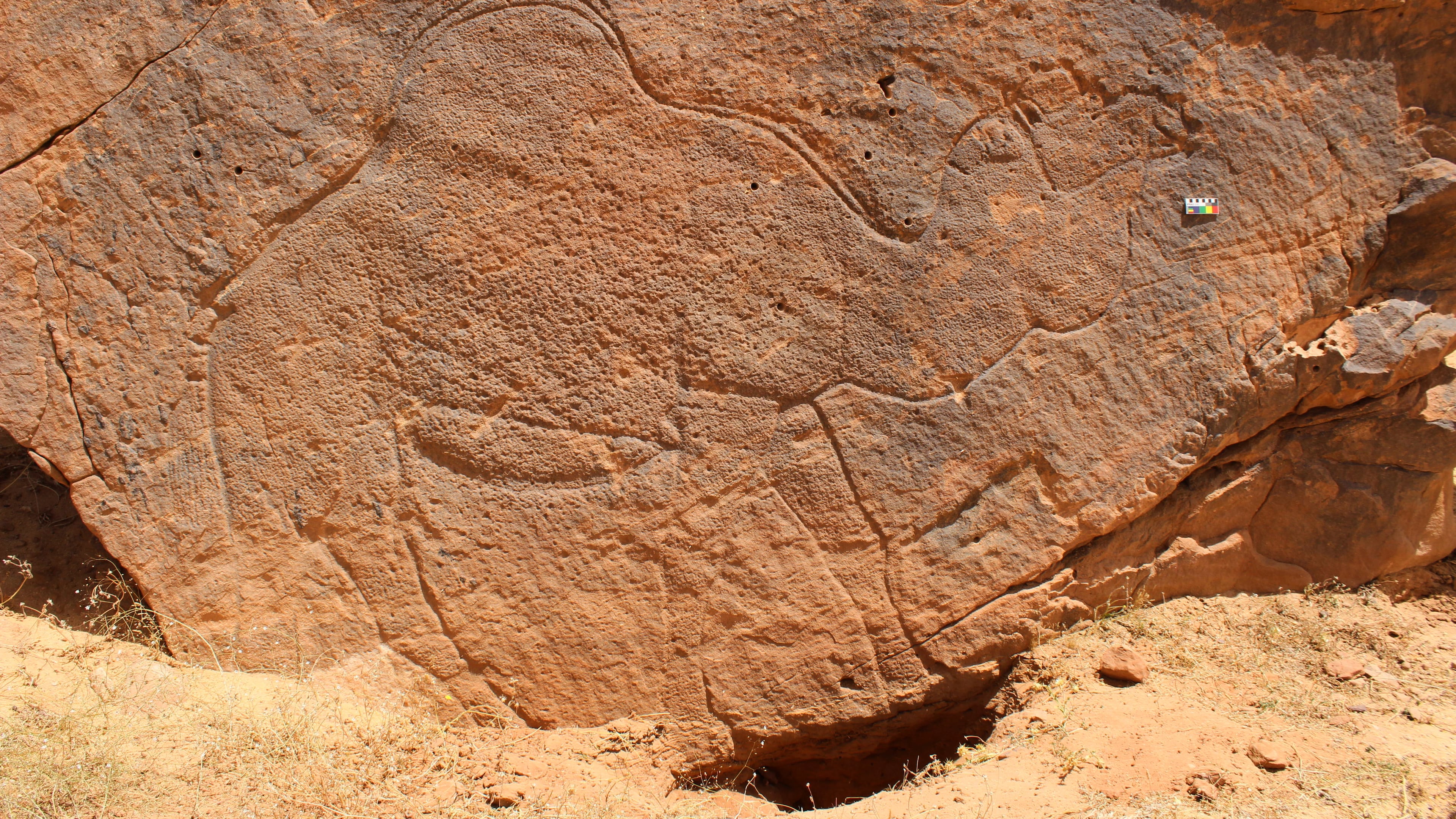 This image provided by Sahout Rock Art and Archaeology Project shows a life-size rock carving of a camel, in a desert in northern Saudi Arabia in 2023. (Maria Guagnin/Sahout Rock Art and Archaeology Project via AP)