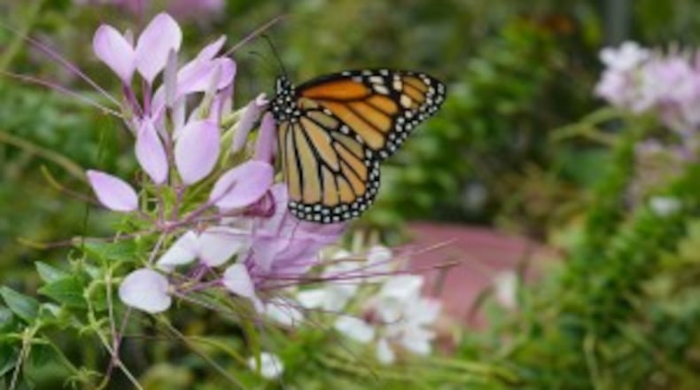 Only online tickets are available - among the many coronavirus-related changes - to view the exhibit of “A Garden With Wings” at Smith-Gilbert Gardens, 2382 Pine Mountain Road, Kennesaw. (Courtesy of Kennesaw)