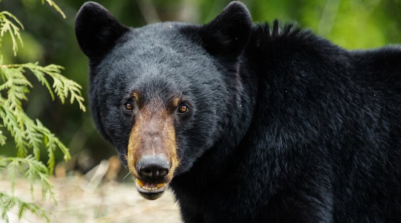 A teenage girl bravely fought off a large female black bear (actual one not pictured) after seeing the animal attack her dogs as it walked along a wall in the backyard of a California home with two small cubs.
