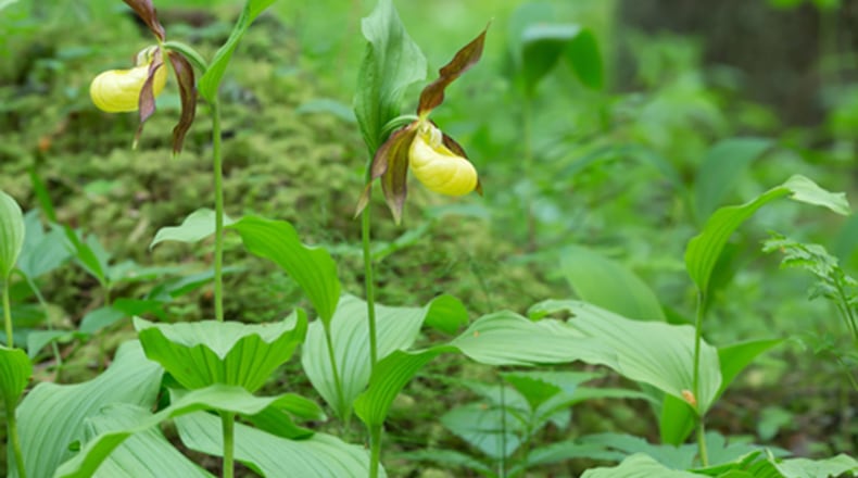 Lady`s-slipper orchids, Cypripedium calceolus. Wildflowers, flowers. (Dreamstime/TNS)