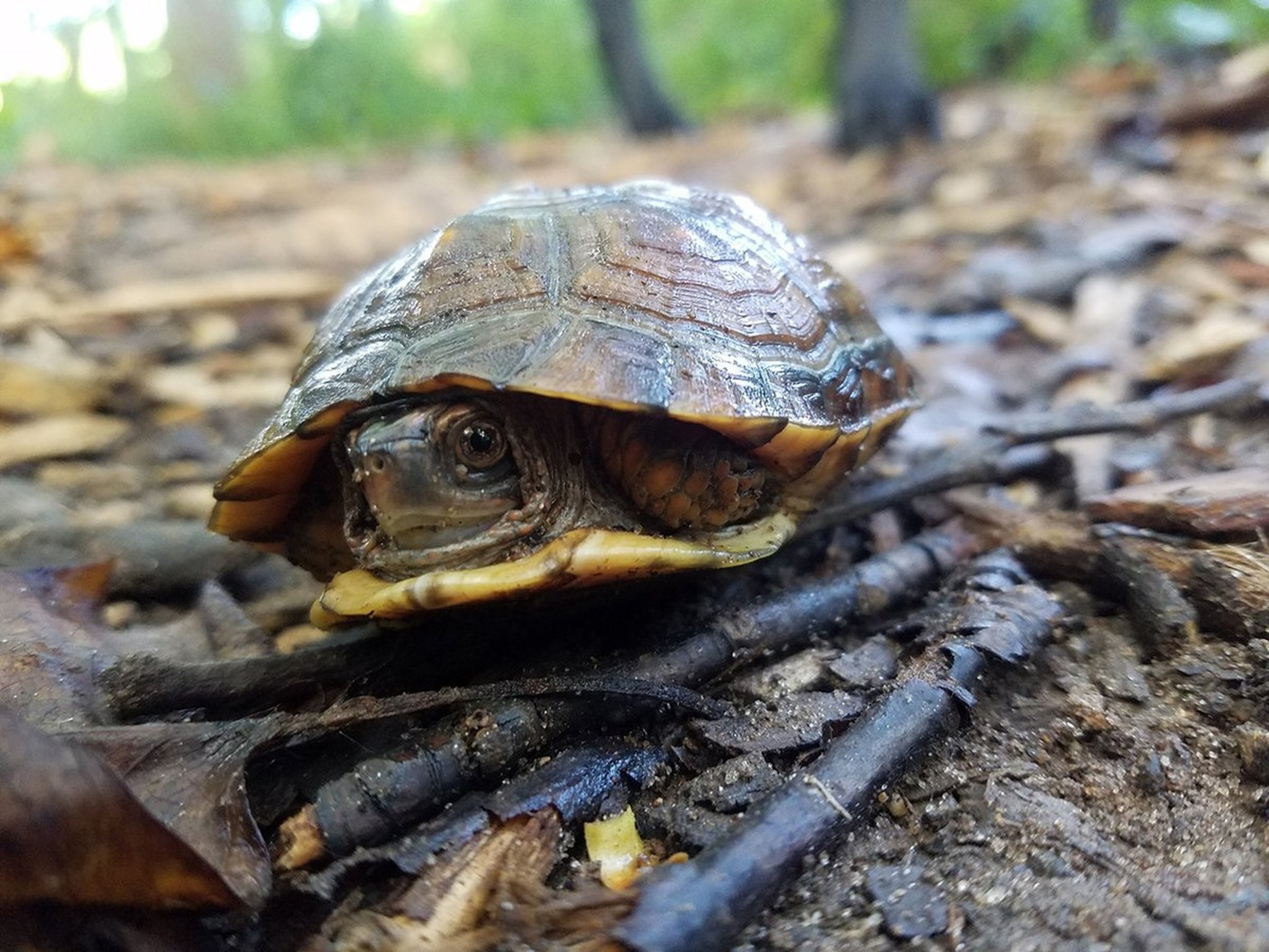 It's a veritable potpourri of turtles in Alabama.