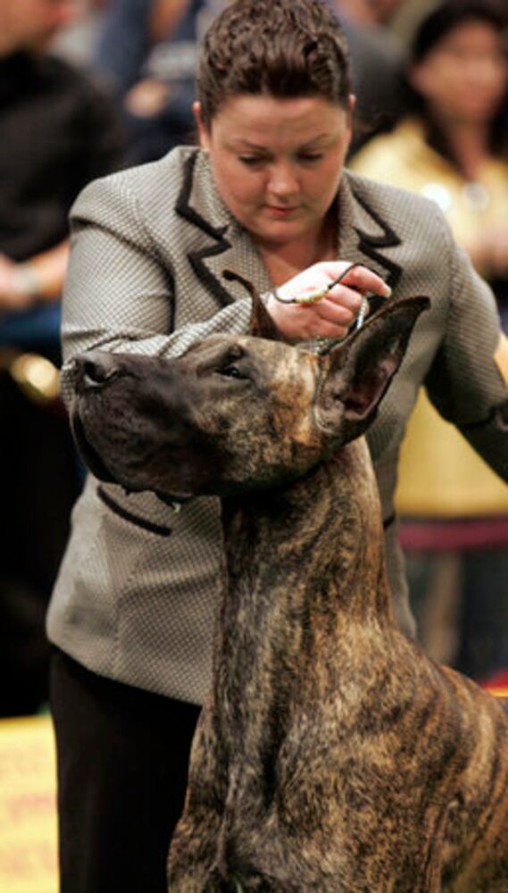 Westminster Dog Show