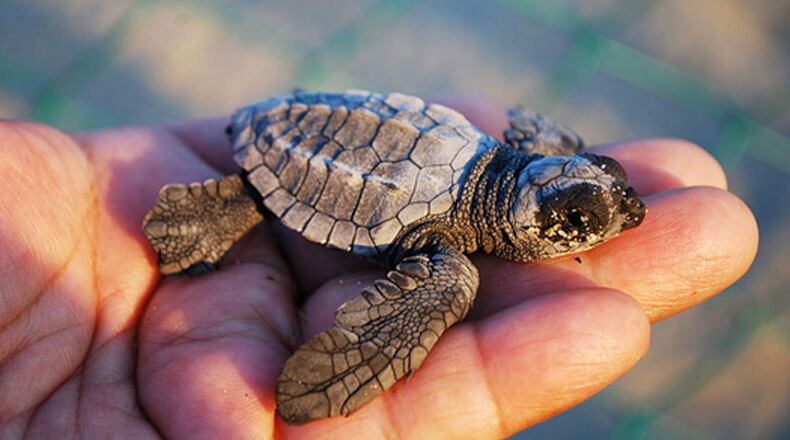 File photo of a baby sea turtle.