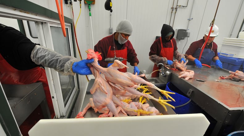 Chickens are processed at the White Oak Pastures processing plant in Bluffton, Ga., on July 20, 2012. BRANT SANDERLIN / BSANDERLIN@AJC.COM