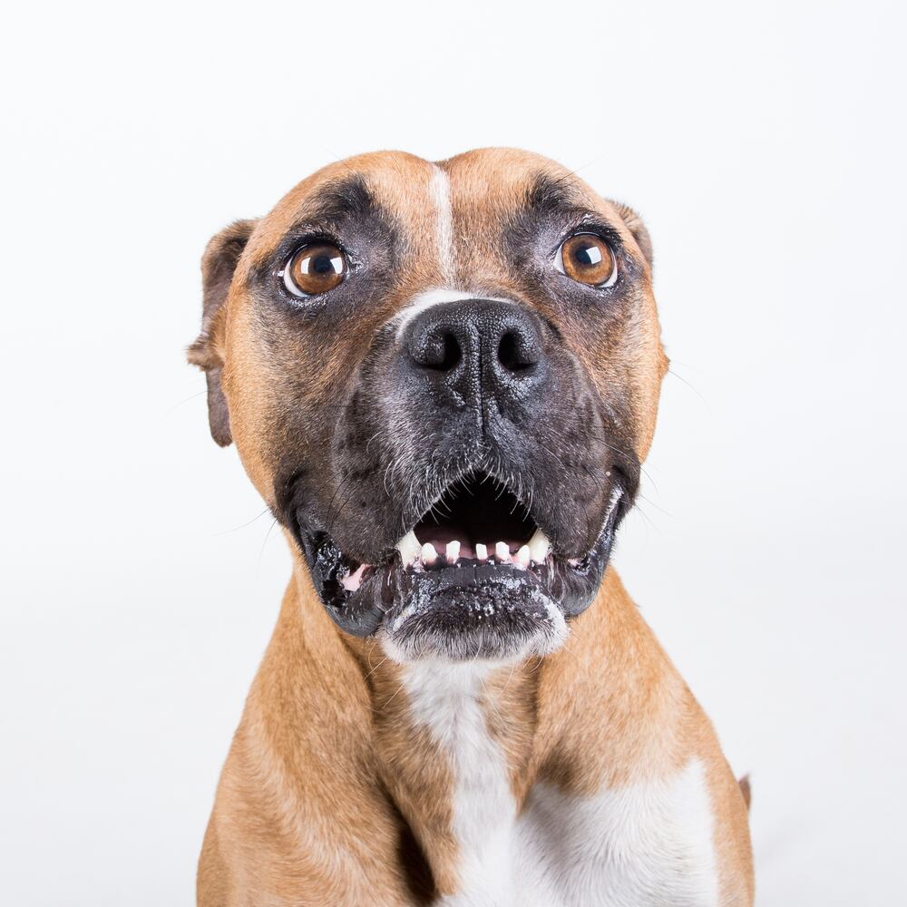 LifeLine animal shelters host free event to house 840 animals