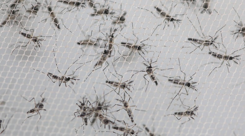 In this Feb. 1, 2016 photo, Aedes aegypti mosquitoes that were genetically modified to produce offspring that don’t live are trapped inside a container before being released into the wild by a technician from the British biotec company Oxitec, in Piracicaba, Brazil, as part of an effort to kill the local Aedes population, a vector for the Zika virus. “This mosquito really is a bear to deal with,” said Thomas Scott, professor of entomology and epidemiology at the University of California, Davis. “It’s almost like a cockroach of the mosquito world.” (AP Photo/Andre Penner)