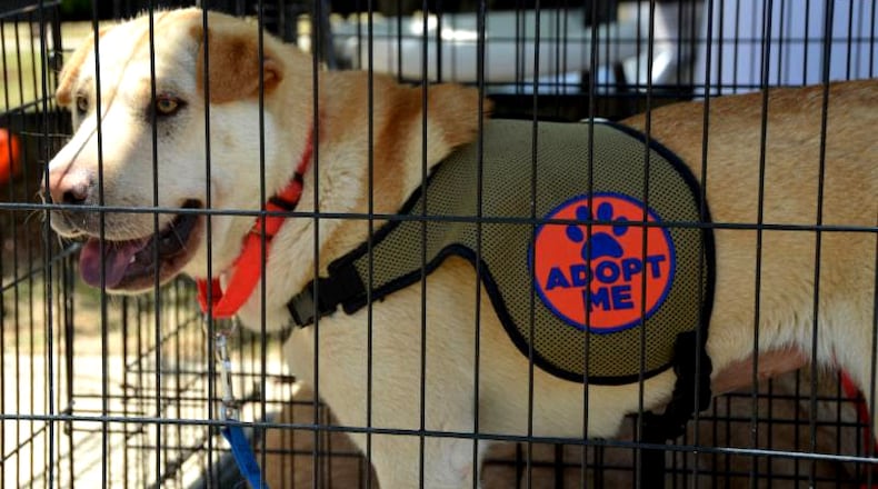 The “Rock for Rescues” music festival Saturday, April 27, in Milton will raise funds for non-profit animal welfare organizations in metro Atlanta. CITY OF MILTON