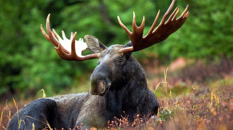 A moose was caught on a cellphone video galloping after skiers at a Colorado resort.